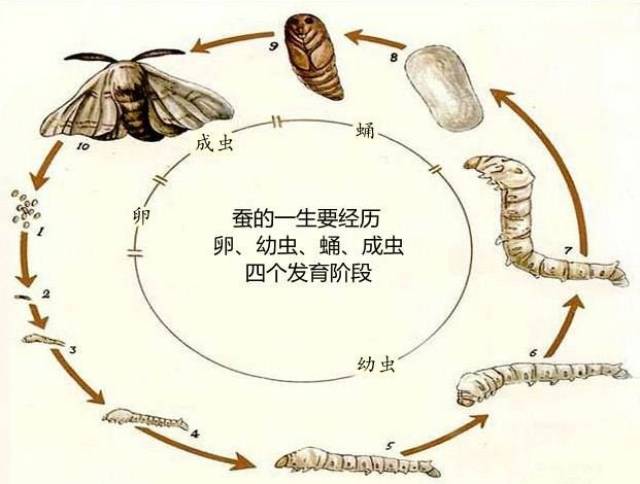 你知道昆虫的"变态"发育吗? 你是否对昆虫假死的现象感到迷惑不解?
