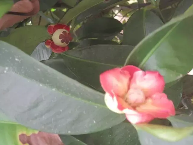 虽然在这些花里山竹花算不上很好看,但是山竹很好吃啊