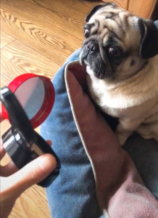 丑萌巴哥犬照镜子,被自己吓得一激灵:哪里来的丑八怪!