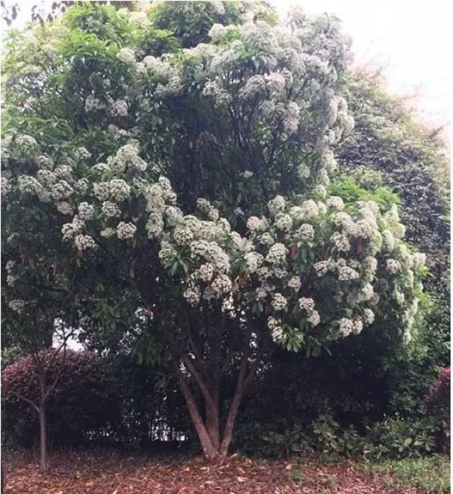 石楠花最奇葩的特征是 它有浓烈的人类精液的味道… 据说《本草纲目