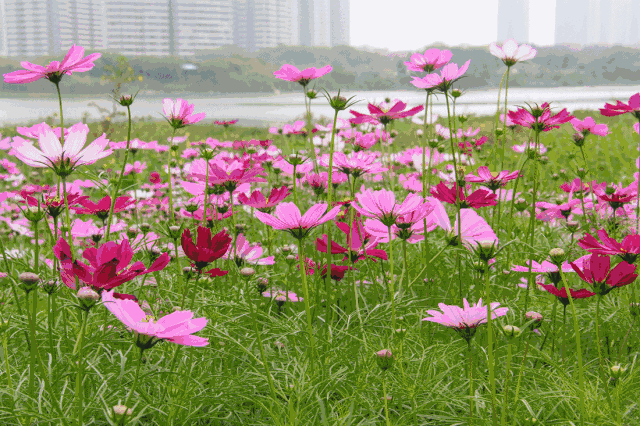 壁纸 花 桌面 640_426 gif 动态图 动图