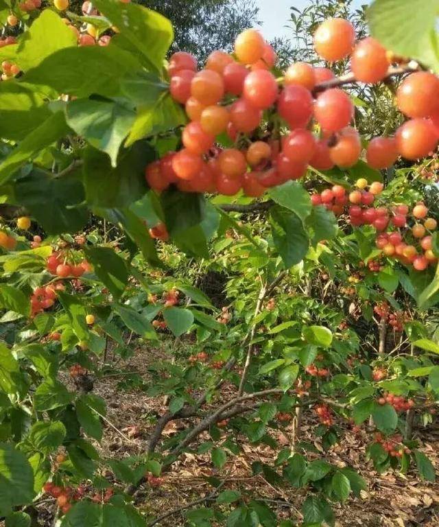 4月的樱桃正当红成都周边的樱桃采摘地奉上