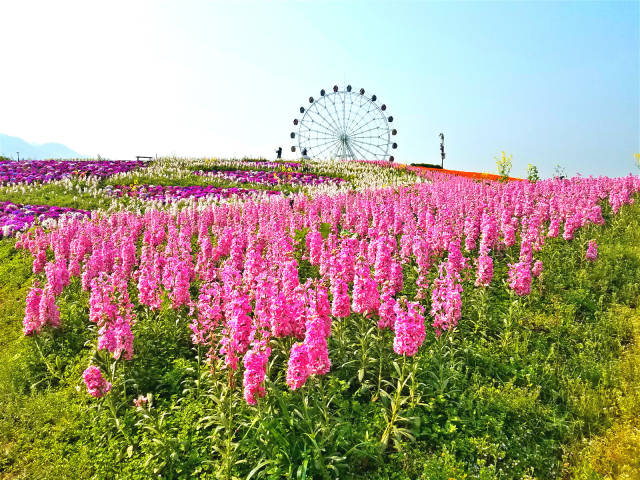 铜梁奇彩梦园—— 一个鲜花盛开的美丽村庄