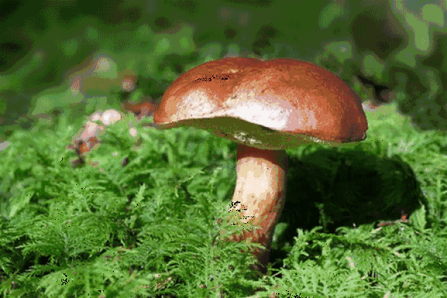 510_340gif 动态图 动图
