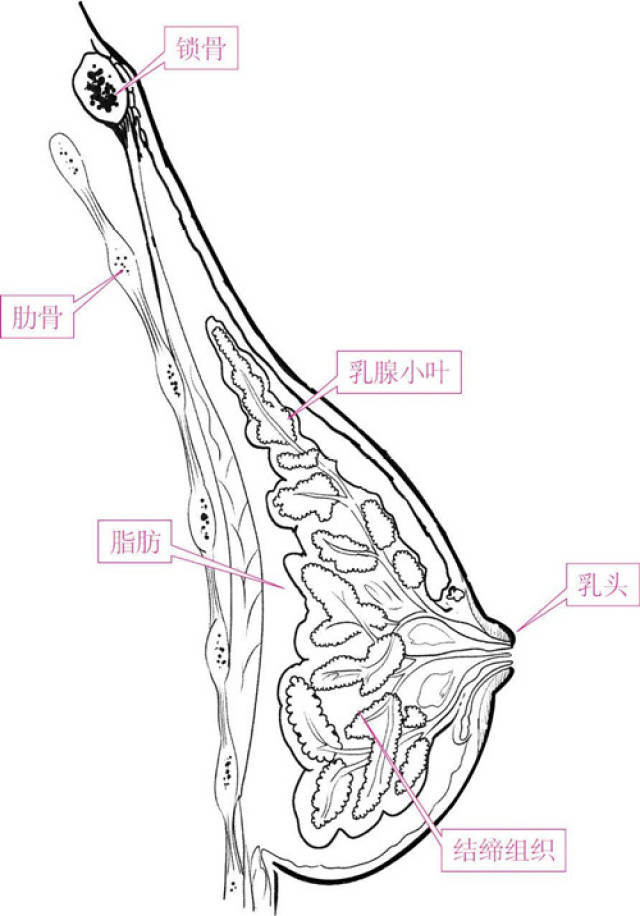 爱自己,从爱乳房开始