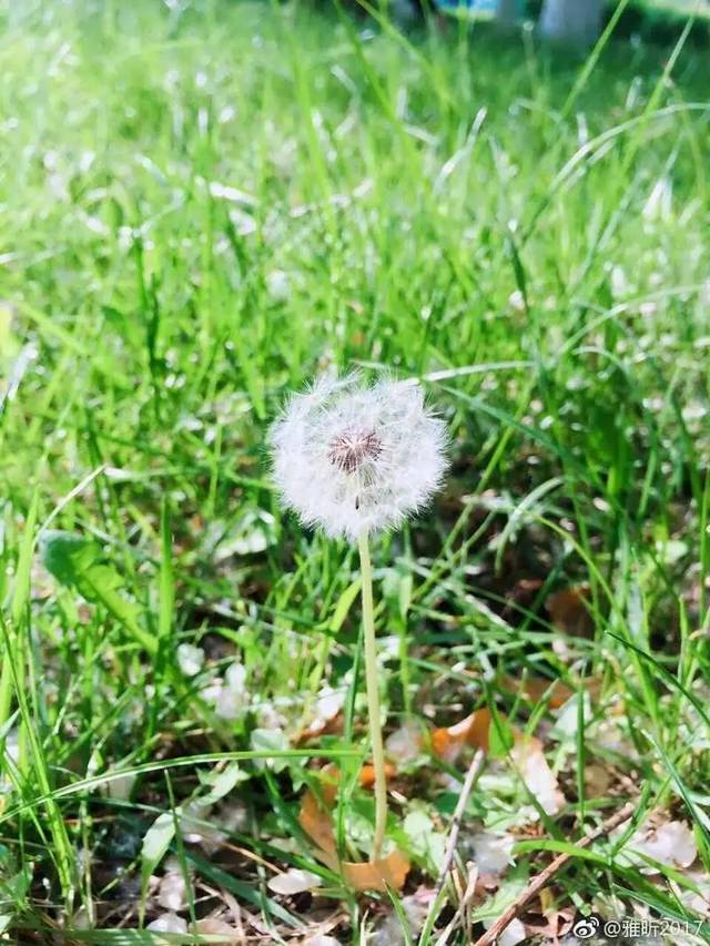 石河子市内初春赏花胜地竟然在这里!美翻了