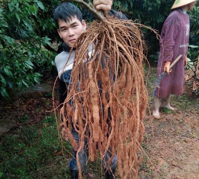 山里这种树根似红薯,人称"大力薯,吃了能长力气,挖到就赚了