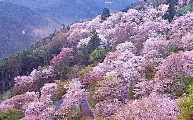 由于樱花处在1100米的高海拔上,漫山遍野的野樱花花期可以持续到五