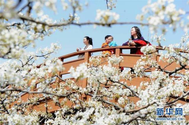 山东阳信:梨花盛开引客来