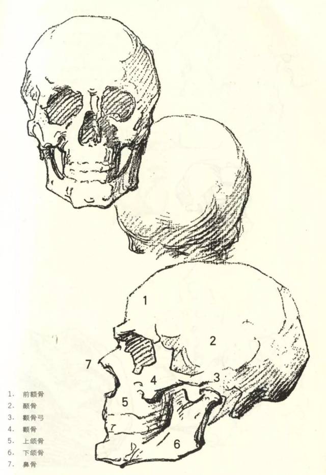 【头部基础教学】头骨及头部透视变化规律!