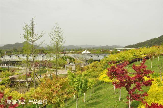 巴中清江镇巾字村七彩产业园带你走进最美春天