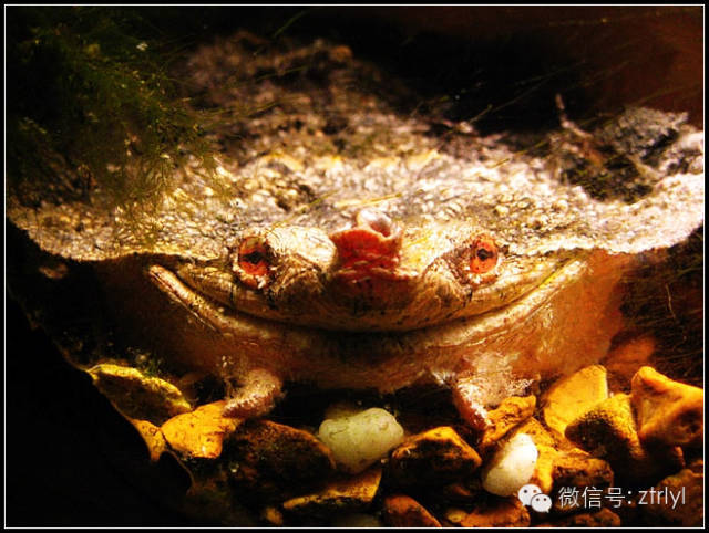 隐匿沼泽的笑面杀手——玛塔龟(matamata)