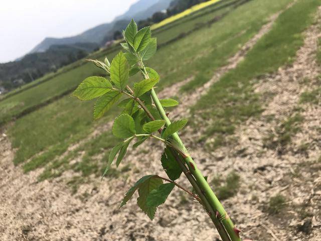 农村一种带刺的植物,又称"芽芽泡",它是农村特有的美食