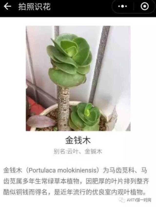 微信最新功能!只要对着花草拍张照,手机马上就出现奇迹!