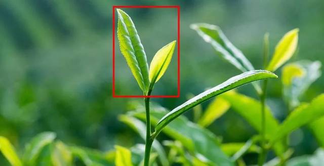 说吧|说你爱我吧,用你最甜蜜的话将我融化 (惊喜