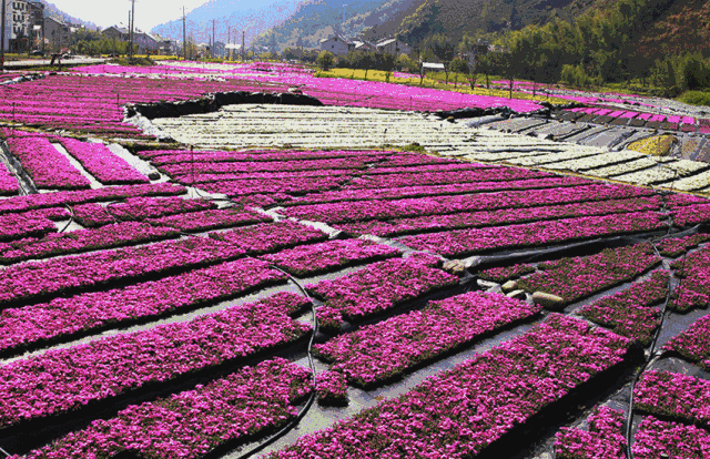 14 去浙西千亩芝樱花海拍照,去大龙湾景区漫步!