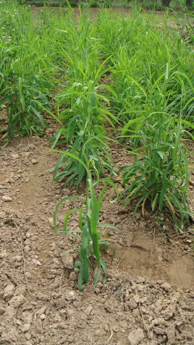 今年行情不错适合长期发展的中药材柴胡(种子)关键种植技术