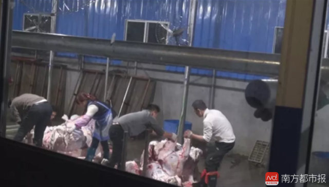 封停涉事场所刑拘1人追逃1人东莞严查屠宰场注水牛肉