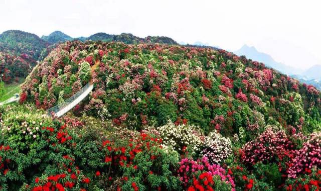 不知道这些地方,还敢说毕节只有杜鹃花?