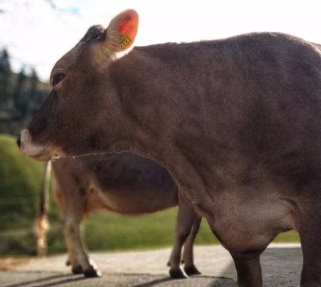 但阿尔卑斯山有机牧场的奶牛, 更看重的是健康和品质.瑞士褐牛拥