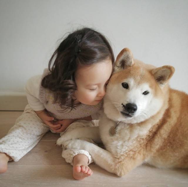 刷爆朋友圈的柴犬哥哥与萌娃照,太太太太太治愈了!