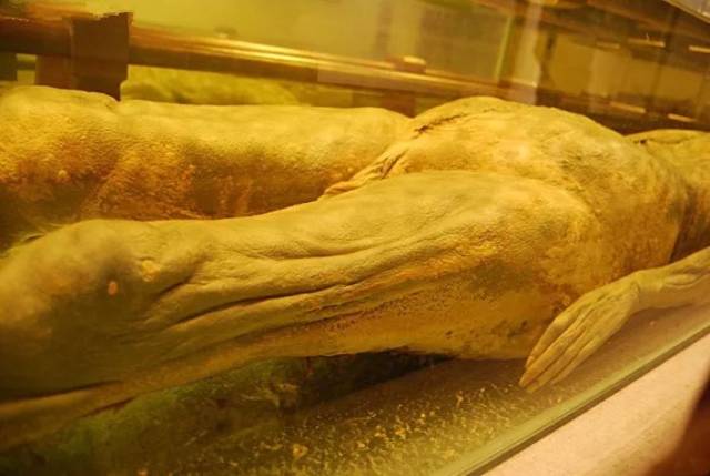 离奇福州南宋古尸 历经700多年血管仍有血液流动