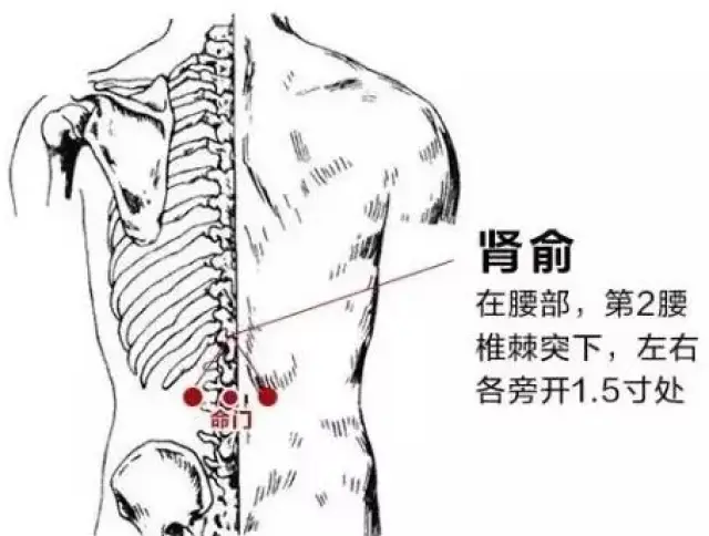 温和灸肾俞穴