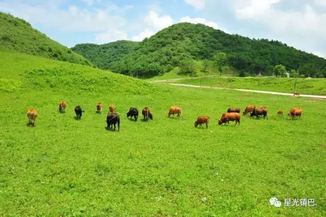 好消息,镇巴至草坝盘龙山风景区的旅游公交即将开通运行啦!