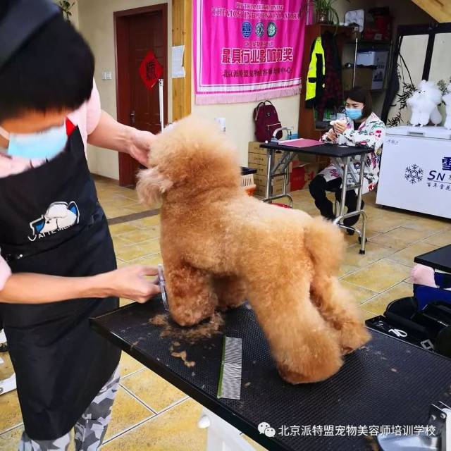 贵宾犬剪狗练习