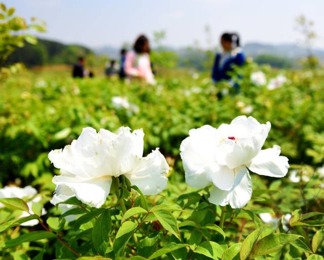 牡丹花傲枝头