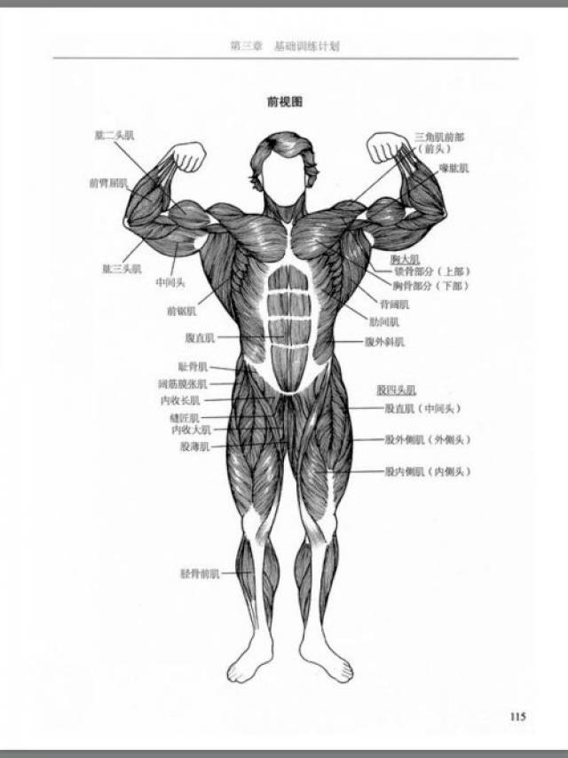 这些肌肉包括肱二头肌,肱三头肌,胸肌,腹肌(由
