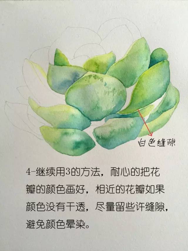 水彩画:7个步骤教你画多肉