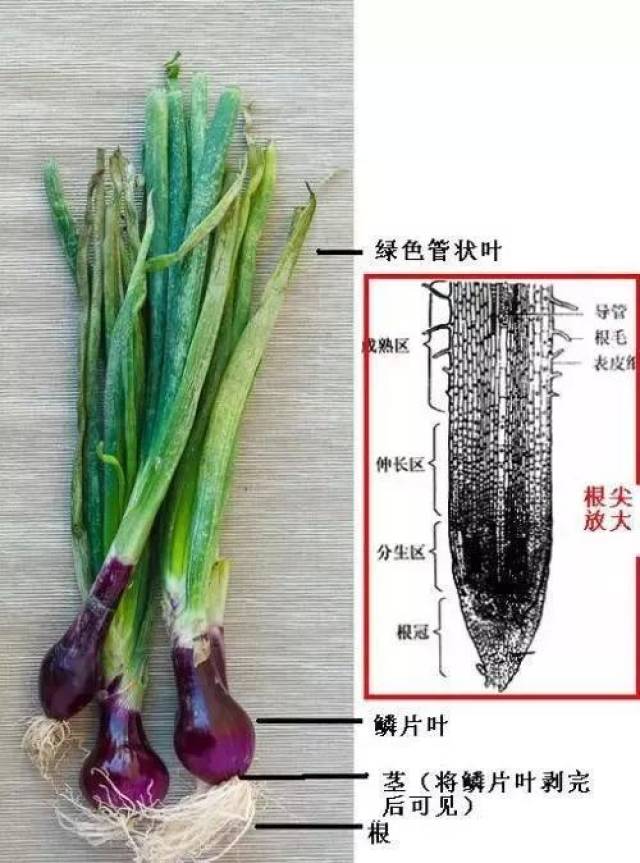 上色前先通过下图了解洋葱的结构特征,知道我们食用的地方叫鳞片叶