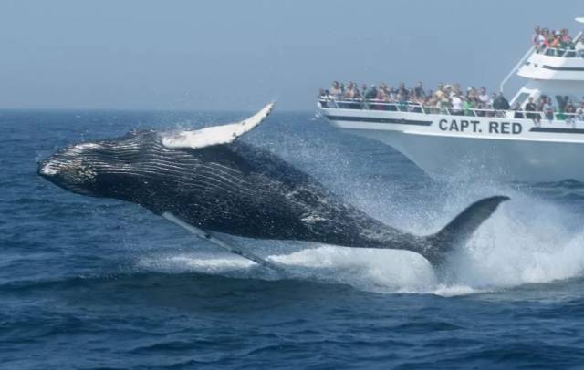 除了巨大的白鲨和宽吻海豚之外,它还可以观赏鲸鱼.