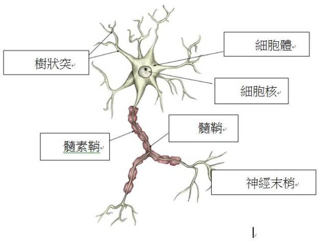 中药控制运动神经元的发展,效果显著