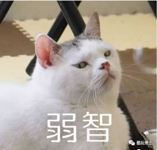 抖音上的猫没有九条命!那个拍抖音视频的人,杀死了她的猫.