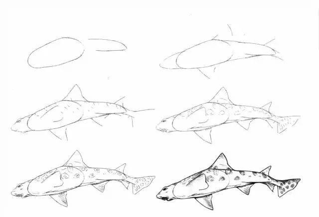 入门级绘画:近50个海洋生物的画法