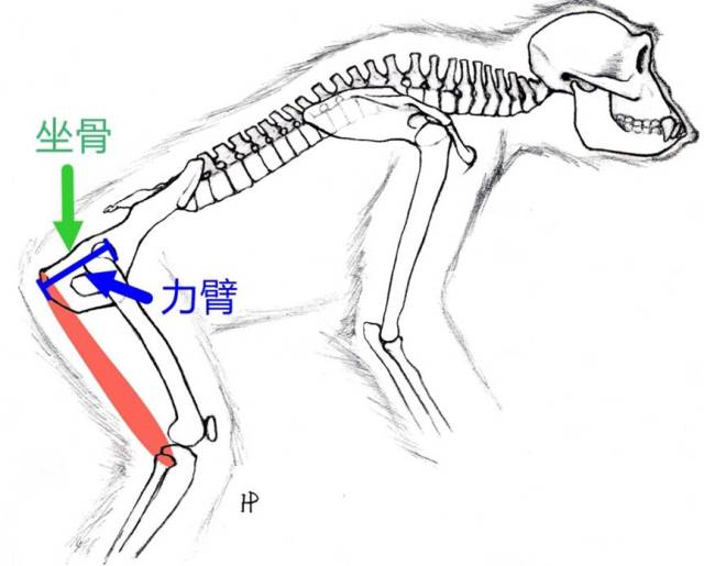 爬树爬不过猴子?原来都是屁股的错!