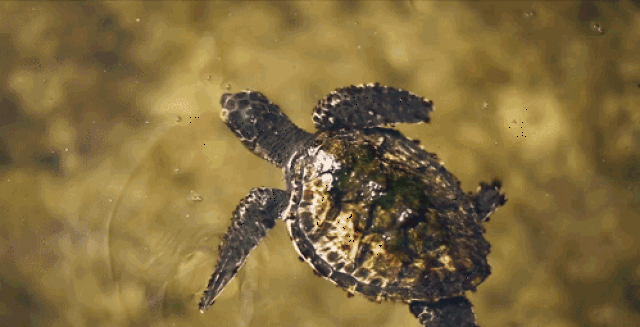 小乌龟 – hatchling