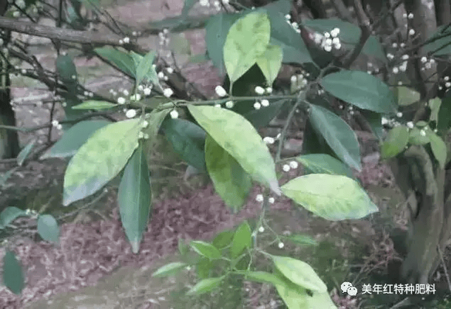马水橘斑驳状黄化叶
