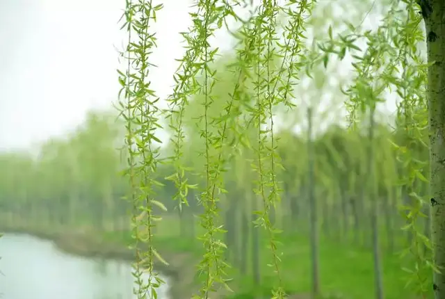 13 初春的柳芽儿用清水炒