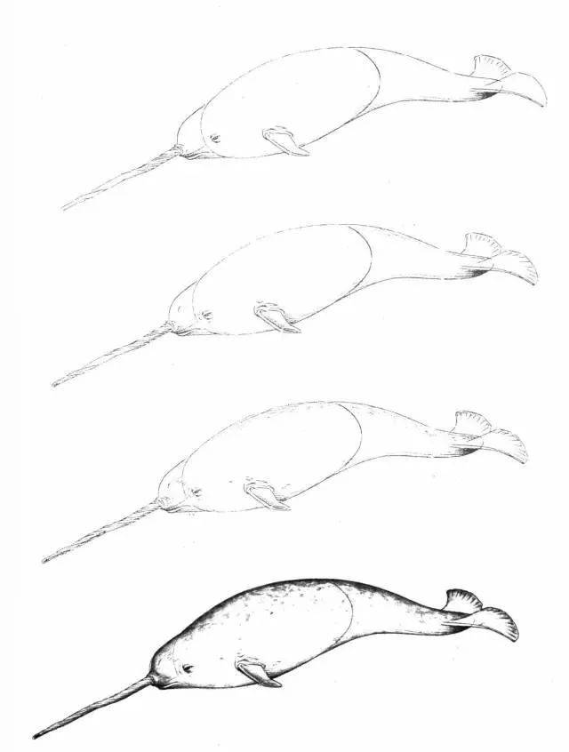 入门级绘画:近50个海洋生物的画法