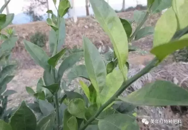 是田间判断柑橘黄龙病的主要症状之一, 主要从叶片的基部和边缘开始