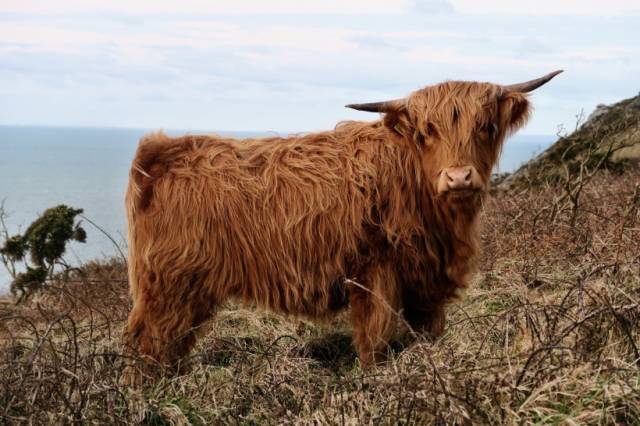 动物世界:憨厚的牦牛牛图片(12张)