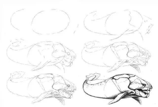 入门级绘画:近50个海洋生物的画法