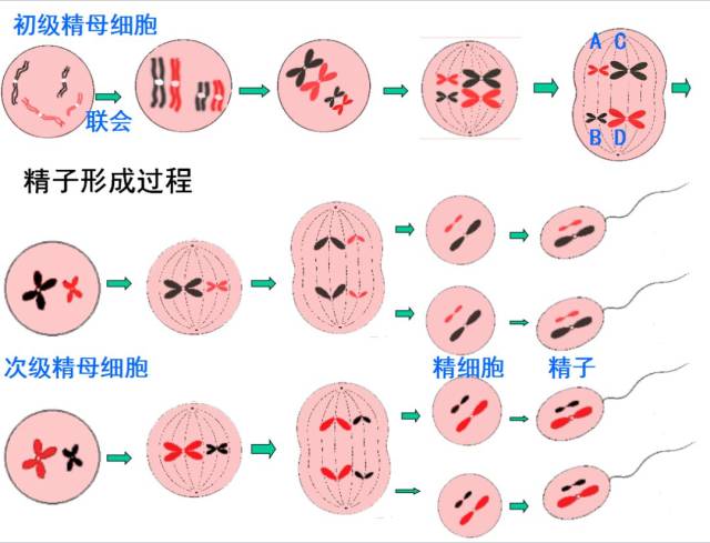 减数分裂与有性生殖过程中,这些知识你应该牢记!