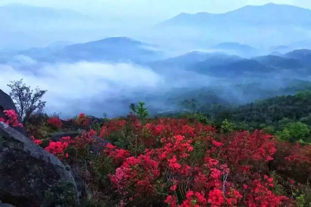 苍南杜鹃花攻略(必转)