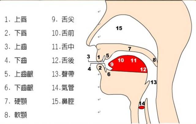 发音器官示意图.(来源于网络)