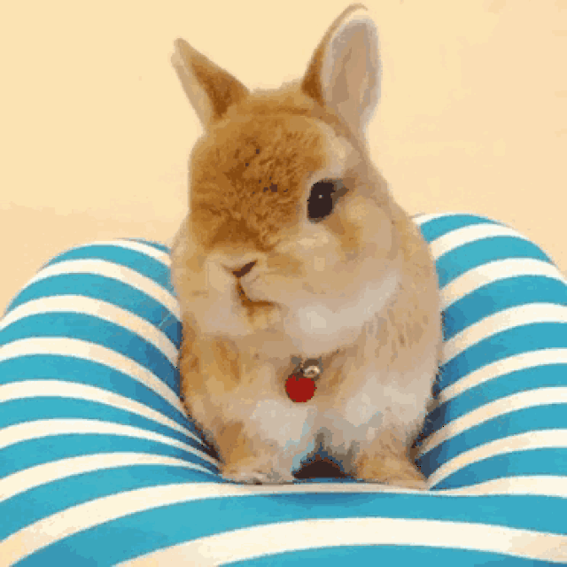 综上所述, 兔子这种生物,完全是靠可爱保命啊~ 图片,视频:来自ig