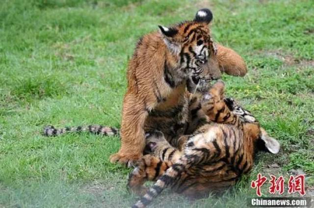 探秘福建梅花山"中国虎园:拯救华南虎的18年坚守